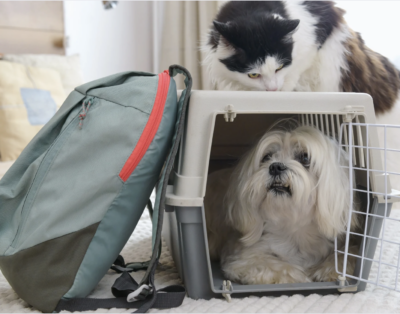 Transportín Obligatorio ¡Protege a tu Mascota y tu Bolsillo!